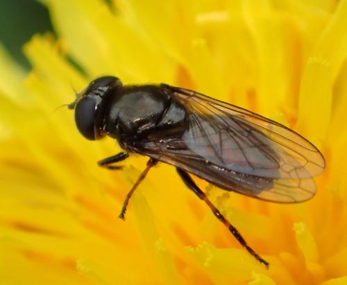 Réf. 334 873 : Cheilosia sp.